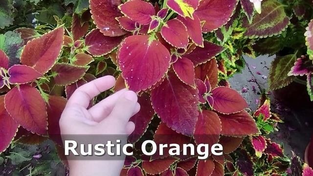 Наши колеусы - взгляд со стороны. Часть 1. Лето 2023 года смотреть онлайн