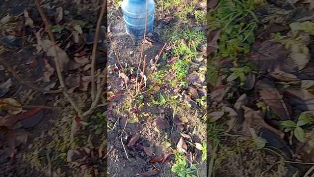 VID_20251112_115602 Укрытие роз на зиму.