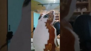 Меовл денсит под песенку