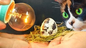 ЭКСПЕРЕМЕНТ, ПТИЧКА ИЗ МАГАЗИННОГО ЯЙЦА