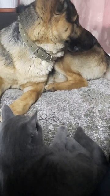 Лучшие друзья💥 смотреть онлайн