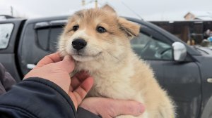 Рыжуха уехала