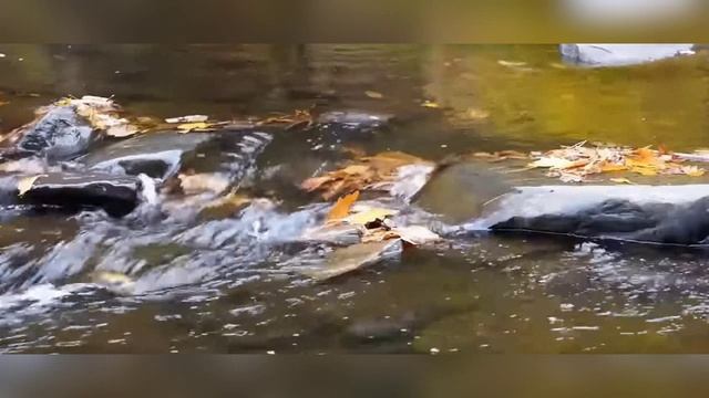 ALIMPIY - KARAVAN (DUBAI LOUNGE MOSCOW) ETHNO DEEP