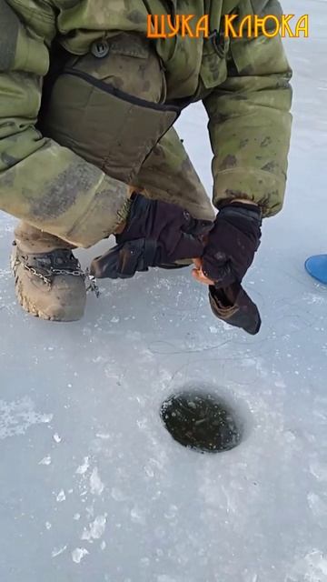 🔥 Крупная щука на жерлицу. Не лезет в лунку! 🔥 #рыбалка #щука  #жерлицы