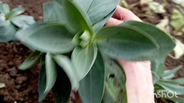 Пересаживаю эустому на зиму.Декабрь... смотреть онлайн