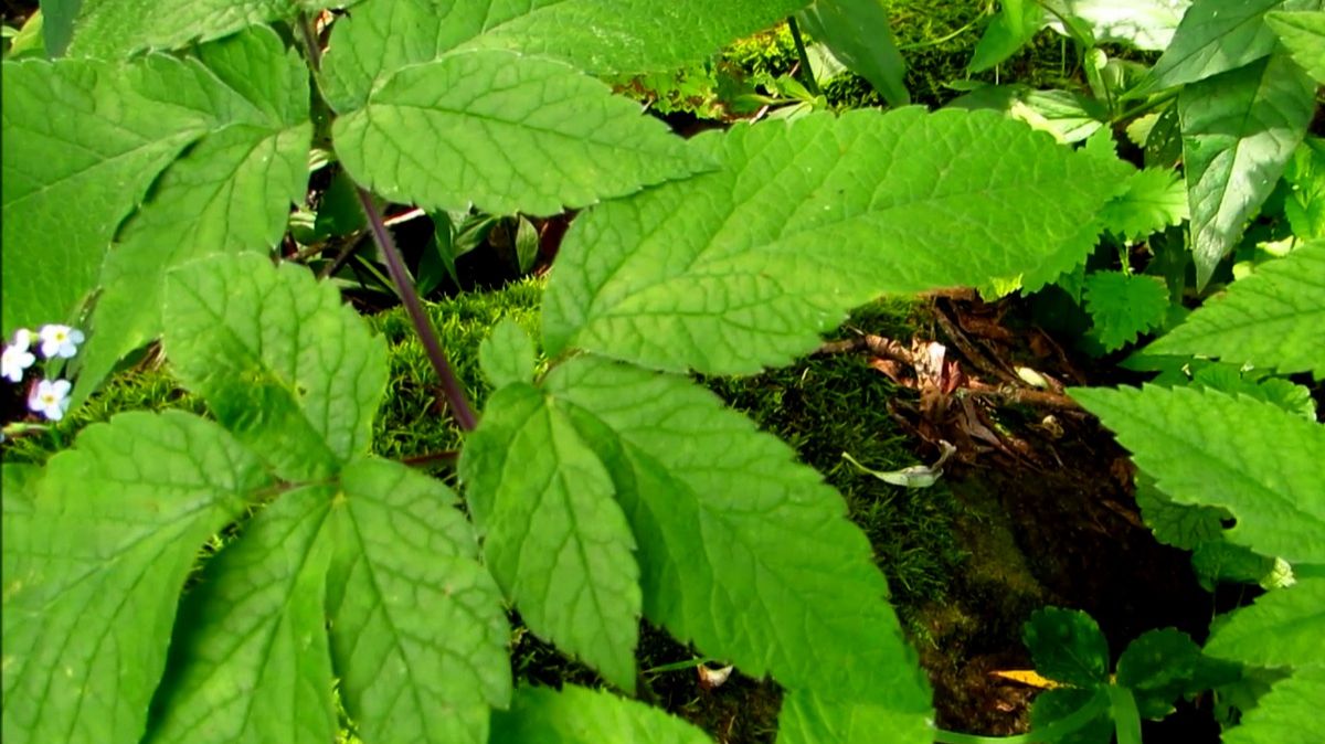 Мох на камне у реки смотреть онлайн