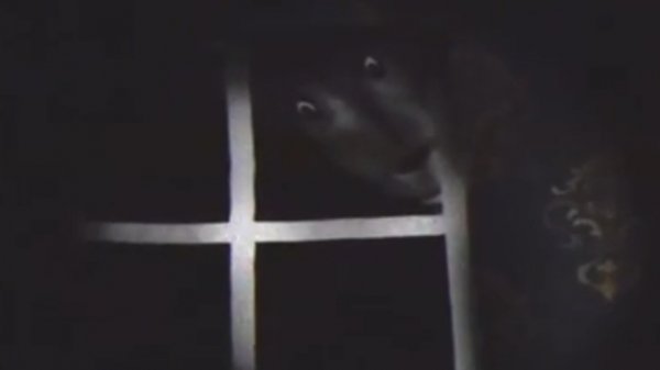 Хорроры Foxymations (Аналоговый хоррор красная шапочка. Не все серии) #1