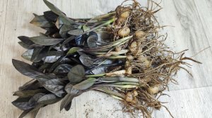 МАЛО КТО ЗНАЕТ ЧТО ЭТО ПРАВИЛЬНАЯ ПОСАДКА ЗАМИОКУЛЬКАСА, Жалею что раньше так не выращивала Замик