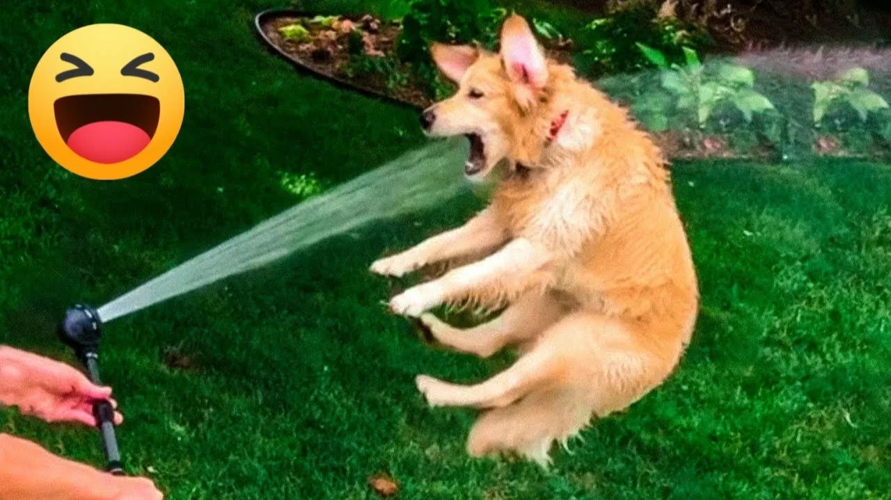 СМЕШНО ДО СЛЕЗ 😹😍 СМЕШНЫЕ СОБАКИ, ЛУЧШИЕ ПРИКОЛЫ С СОБАКАМИ, ЩЕНОЧКИ, ЖИВОТНЫЕ 🥰 смотреть онлайн