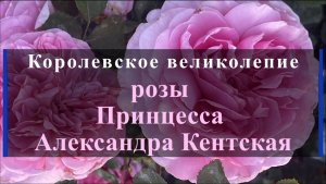 Королевское великолепие розы Принцесса Александра Кентская