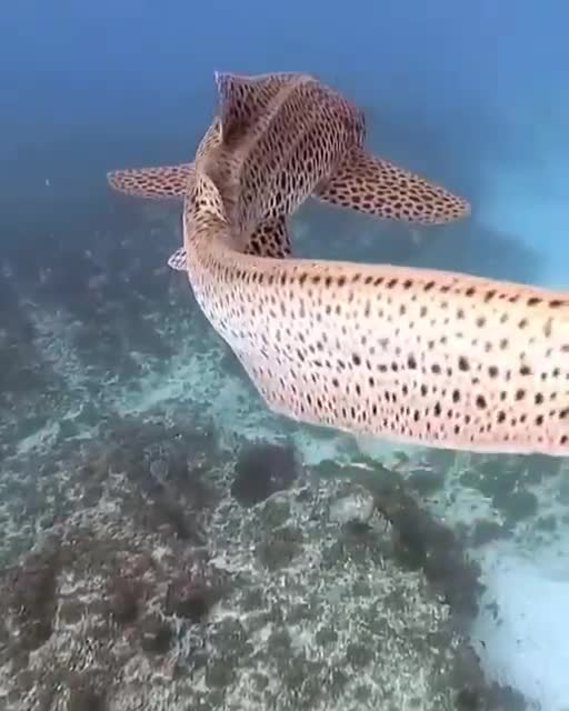 Леопардовая акула.