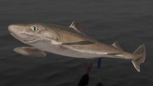 Русская Рыбалка 4! Море!!! (RF 4)