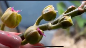 Орхидеи🌺 Тайна  мутированных бутонов раскрыта 🥺