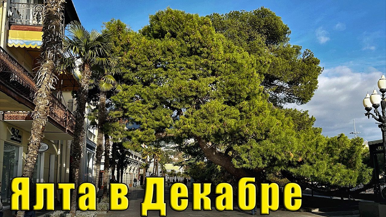 Крым в Декабре. В Ялте ожидается очередное обновление. И новогодние ёлочки в формате "днём и ночью" смотреть онлайн