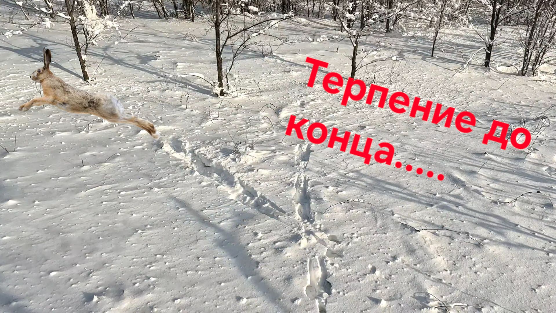 Охота на зайца смотреть онлайн