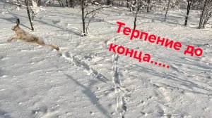 Охота на зайца