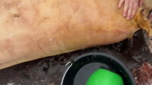 Мясо по-домашнему или как справиться с тушей поросенка. Разрезали и распотрошили свинью.