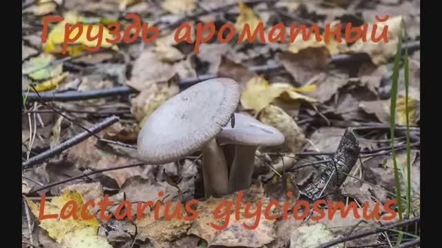 Груздь ароматный - воистину ароматный!