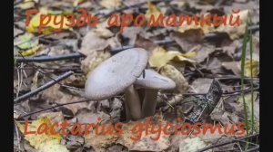 Груздь ароматный - воистину ароматный!