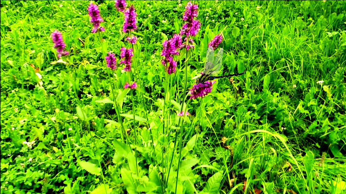 Буквица на склоне смотреть онлайн