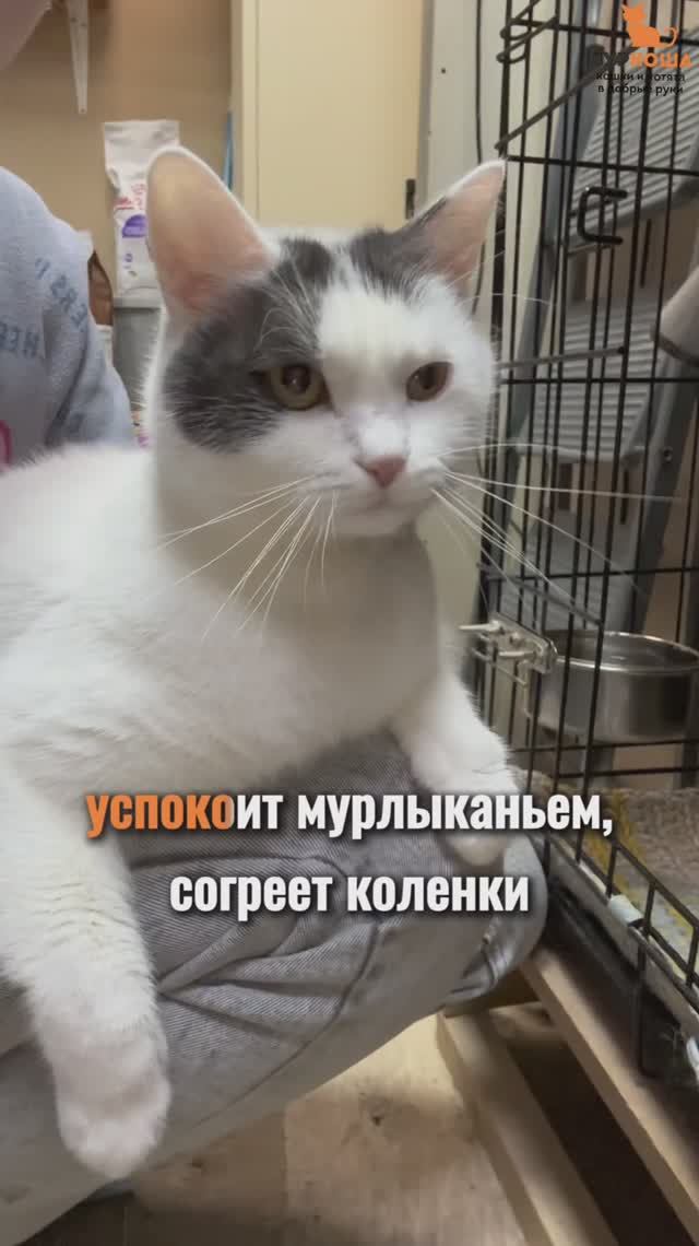 Труша ждёт вас в приюте #Муркоша смотреть онлайн
