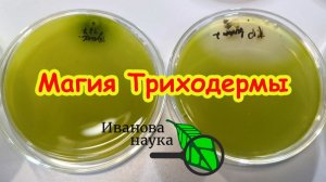 Секретный ингредиент для рекордного урожая: это поможет. Кто лучший помощник в саду и огороде?