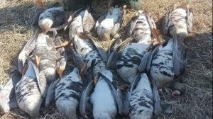 самозарядка патрон для весеннего гуся.