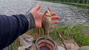 Таинственное озеро в лесу! Рыбалка на карася! Фидер или поплавок?