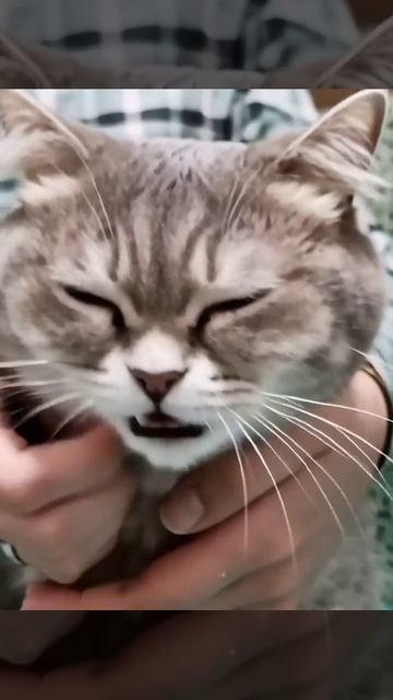 МЯУ МЯУ МЯУ МЯУ МЯУ смотреть онлайн