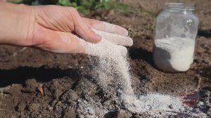 Раскидайте это удобрение весной или осенью по грядкам. Овощи будут плодоносить как на черноземе!