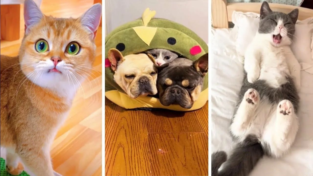 СМЕШНО ДО СЛЕЗ 😹😍 СМЕШНЫЕ КОТЫ, ЛУЧШИЕ ПРИКОЛЫ С КОТАМИ, СОБАКАМИ КОШКИ,СОБАКИ , ЖИВОТНЫЕ 🥰 смотреть онлайн