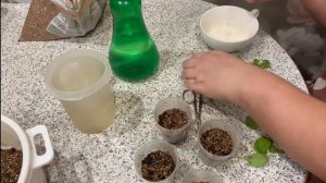 Черенкование вегетативной петунии в декабре