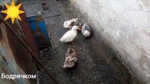 Утки отдыхают в Деревне вечер