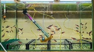 Такого вы не видели! Редчайшие кадры! Нерест Красного Неона Разведение