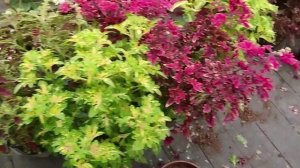 Наши колеусы, взгляд со стороны. Часть 3 - обзор сортов