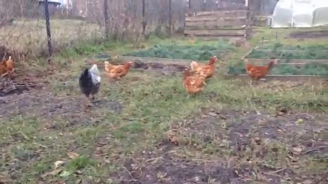 Злой петух (02.11.2017) смотреть онлайн