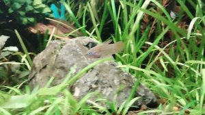 Полторашка