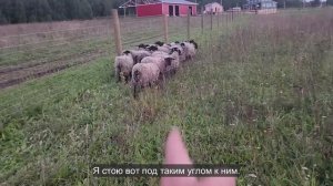 Ep.315 Farm Chaos (Russian Subtitles)