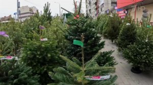 В Москве, Петербурге и других городах страны открылись новогодние елочные базары.