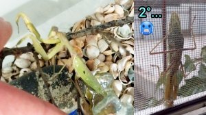 Как мы спасли богомола 🤩