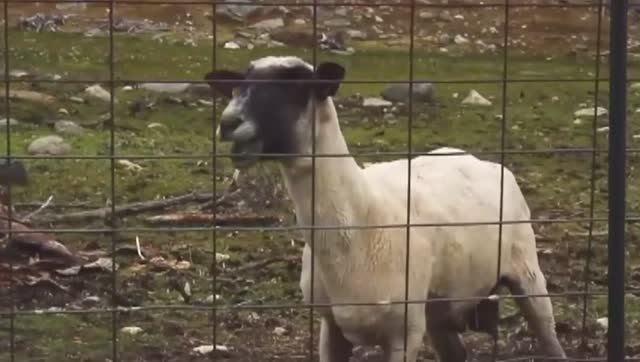 DJ Вовочка - Цигель цигель айлюлю (клип)