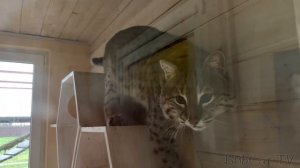 ПОДАРОК КОТЯТАМ - АВТОМАТИЧЕСКАЯ КОРМУШКА / Бобкэт Руфус завлекает Алену / Бобр и сладкое бревно