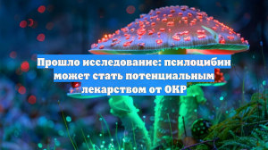 Прошло исследование: псилоцибин может стать потенциальным лекарством от ОКР