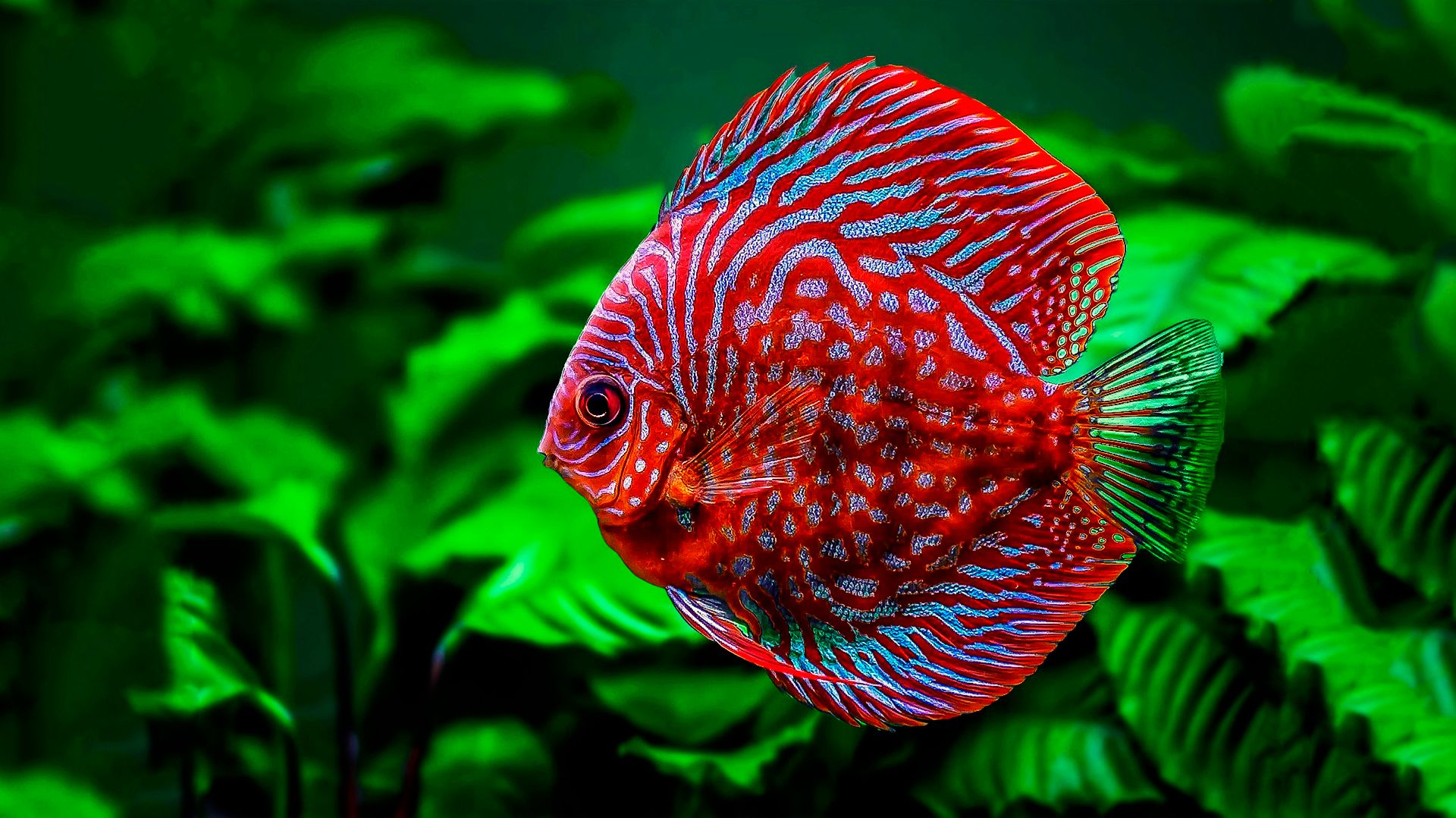 🐠 УСПОКАИВАЮЩАЯ МУЗЫКА ДЛЯ СНА 🎵 РАССЛАБЛЯЮЩАЯ РЕЛАКС МУЗЫКА ДЛЯ ДУШИ 🎵 ДЗЕН МУЗЫКА ДЛЯ МЕДИТАЦИИ смотреть онлайн