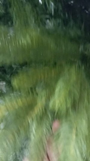 показываю свою ель