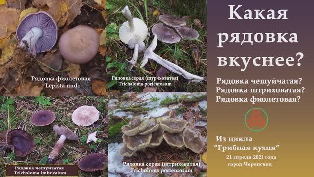 Какая рядовка вкуснее? ...Рядовка чешуйчатая? Рядовка штриховатая? Рядовка фиолетовая? смотреть онлайн