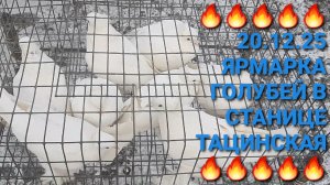 🔥🔥🔥 20.12.25 Ярмарка голубей в станице Тацинская. Птичий рынок. Pigeons Fair. Bird Market.