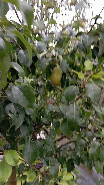 VID_20250824_090720 Эксперименты с прививками груши.