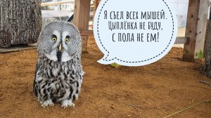 Кошка Морошка навестила жабу Брунгильду в  тазике. У сов на улице всё покрылось инеем и закрасивело