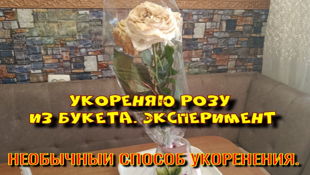 УКОРЕНЯЮ РОЗУ ИЗ БУКЕТА НЕОБЫЧНЫМ СПОСОБОМ. ЭКСПЕРИМЕНТ. смотреть онлайн